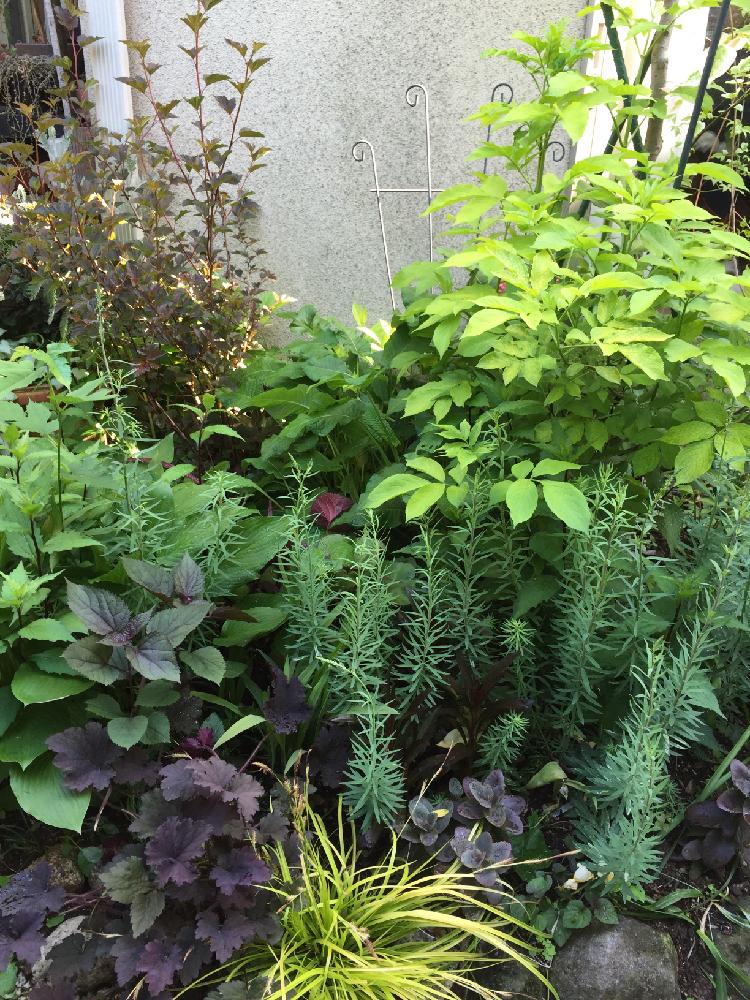 宿根リナリア アルバの投稿画像 By 寄せ植え屋ゆっこはんさん サンブカス とボーダーガーデンとガーデニング 16月5月6日 Greensnap グリーンスナップ