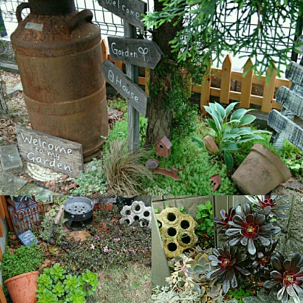小さな庭の投稿画像 By Osumiさん セダム属と多肉植物と放置栽培と錆び錆びミルク缶とギボウシ とガーデニング雑貨と成長記録とガーデニングと多肉 黒法師とセダム属と多肉植物と放置栽培と錆び錆びミルク缶とギボウシ とガーデニング雑貨と成長記録と