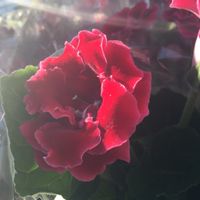 オオイワギリソウ,球根,咲いた！,窓辺の植物たち,今日の一枚の画像
