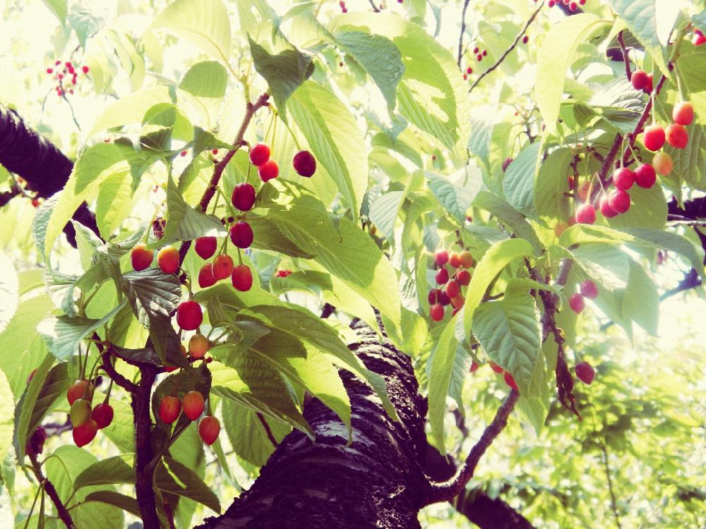 桜 関山 かんざん の投稿画像 By Modokinさん カンザンサクラと初夏の予感と初夏の思い出 16月5月7日 Greensnap グリーンスナップ