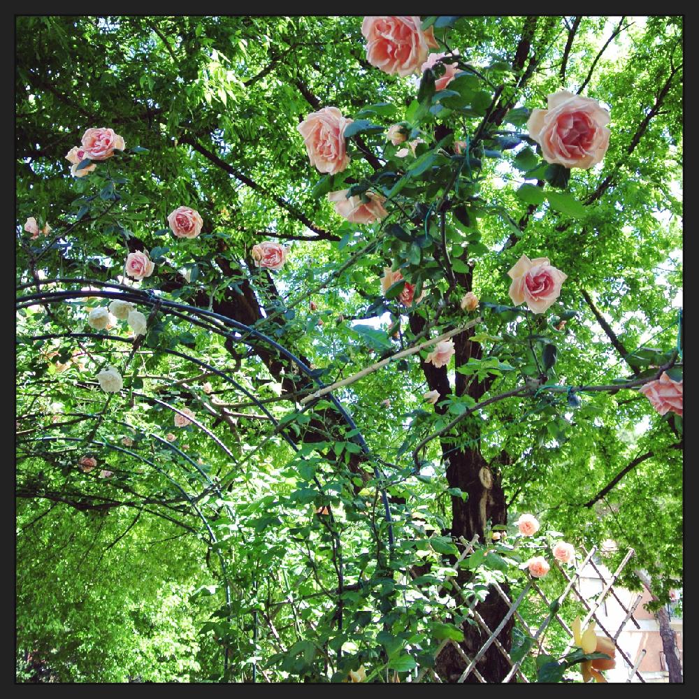 Paul Redeの投稿画像 By バロンさん つるばら ソンブレイユ とsombreuilとつるバラとバラの地植えとバラを楽しむとバラ オールドローズ 16月5月8日 Greensnap グリーンスナップ