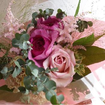 バラ ブルジョア ピンク の投稿画像一覧 Greensnap グリーンスナップ