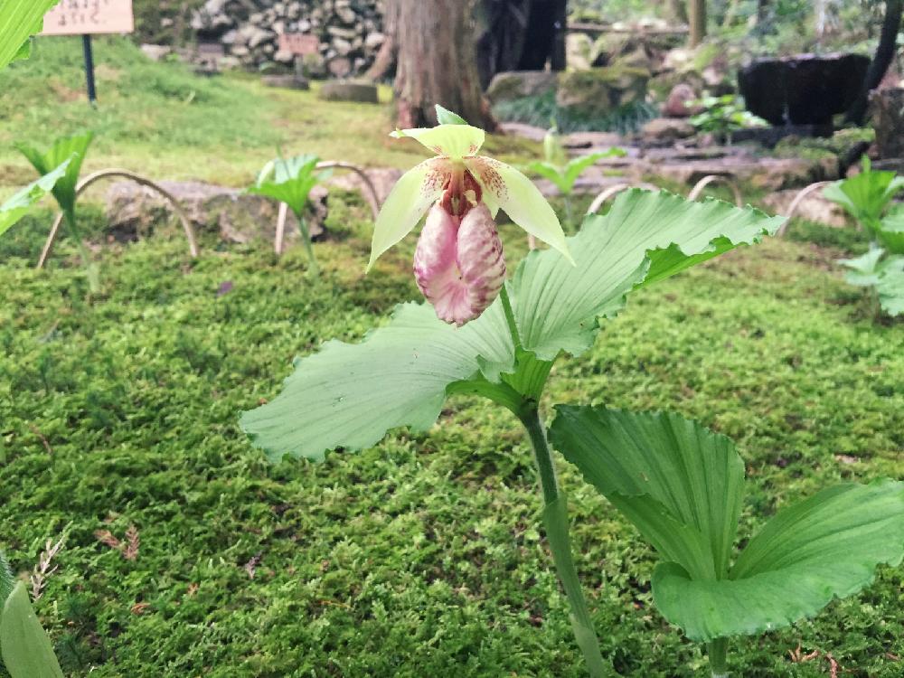 クマガイソウ 熊谷草 の育て方 庭での植え付け場所や水やりの頻度は Greensnap グリーンスナップ