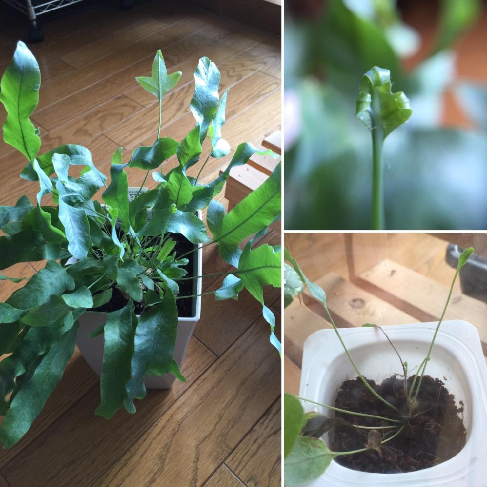 フレボディウム ブルースターの投稿画像 By さんぞうさん 観葉植物 16月5月9日 Greensnap グリーンスナップ