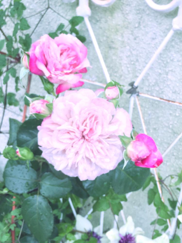 バラ パリス の投稿画像 By Spring Has Comeさん 薔薇とバラとマイ コレクションと自慢のバラ コンテストとフロントガーデンとガーデニングと花のある暮らしとロザリアンとバラを楽しむと咲いた 16月5月10日 Greensnap グリーンスナップ