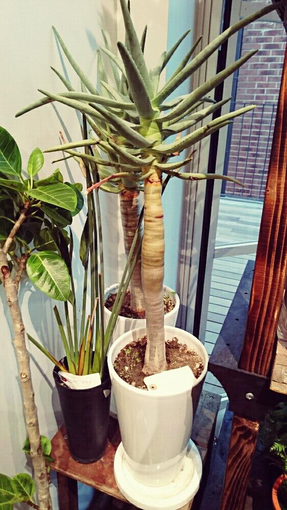 多肉植物の投稿画像 By S Botanicalさん アロエ科と観葉植物と大型観葉植物とサボアロエとグリーン グリーン グリーン とサボサボとno Green No Lifeとアロエ ディコトマとアロエ属と多肉植物とサボテンと観葉植物がスキと木になったアロエと観葉植物専門店と