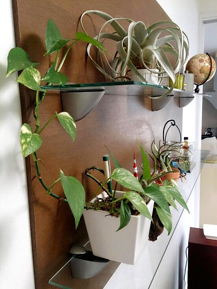 壁 天井の投稿画像 By Naobonさん 観葉植物とポトスを這わす と今日の一枚と成長記録とインテリアグリーンと観葉植物とポトスを這わす と今日の一枚と成長記録とインテリアグリーン 16月5月11日 Greensnap グリーンスナップ Greensnap グリーンスナップ