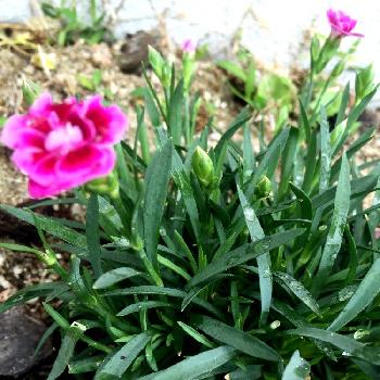ピンクキッスの画像 by Mさん | 小さな庭とピンクキッスとガーデニング