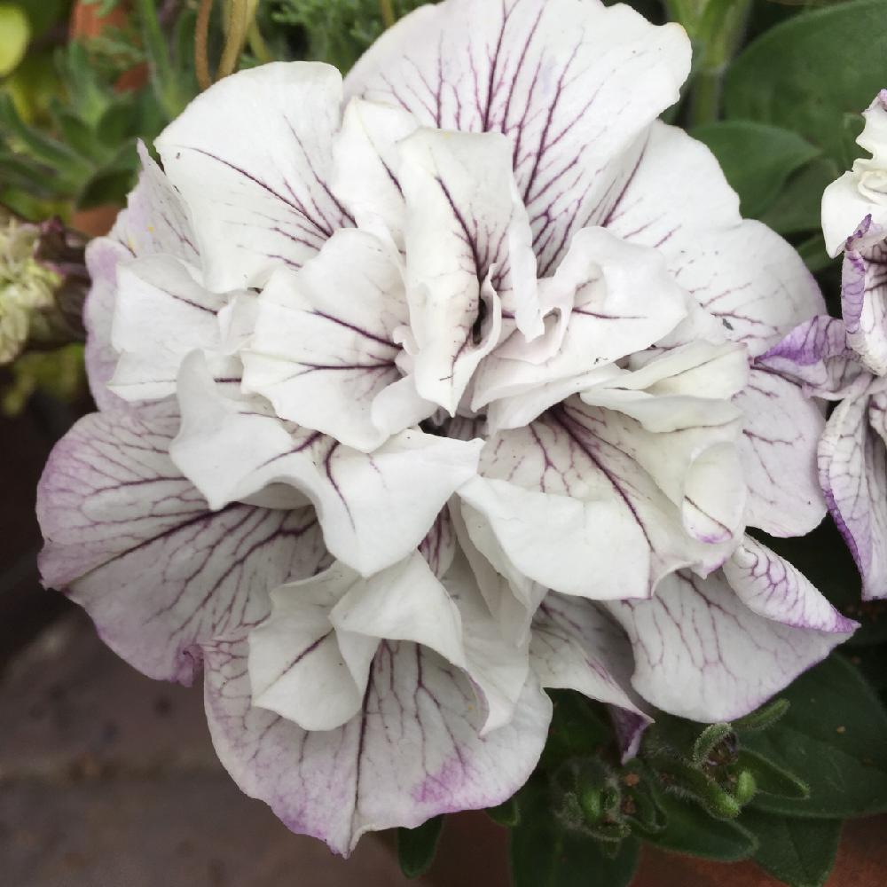 八重ペチュニア ビバの投稿画像 By Kazu0905さん フリフリ花弁と可愛いお花とちょっと変わった花色とシンプルで清楚と白にムラサキのライン 16月5月13日 Greensnap グリーンスナップ