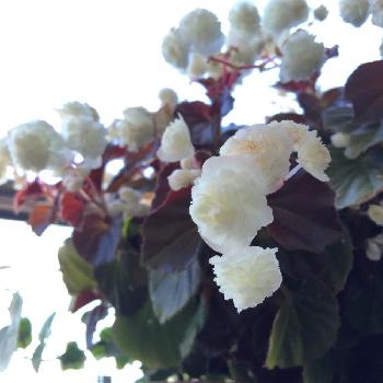 ベゴニア八重咲き 白 の投稿画像一覧 Greensnap グリーンスナップ