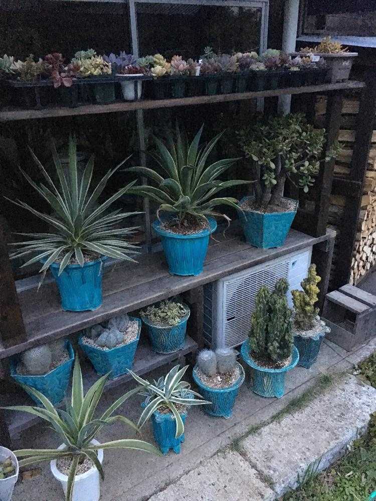 アオノリュウゼツランの投稿画像 By A Tさん リュウゼツランと金のなる木と多肉植物とマイ コレクションと大きな多肉と今日の一枚と自作鉢とアガベ属 16月5月13日 Greensnap グリーンスナップ