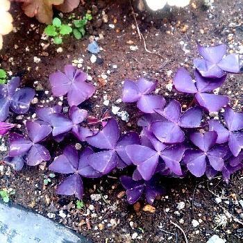 紫の舞の画像 by 87meさん | 小さな庭とオキザリス・トライアングラリスと大好きな葉っぱと2年目と紫の舞
