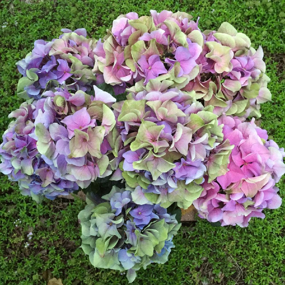 紫陽花 アーリーブルーの投稿画像 By Kazu0905さん クリーピングタイムとゴージャスと母の日プレゼントとちょっと変わった 花色と花自慢と可愛い とガーデニングとあじさいフォトコンテスト16 16月5月14日 Greensnap グリーンスナップ