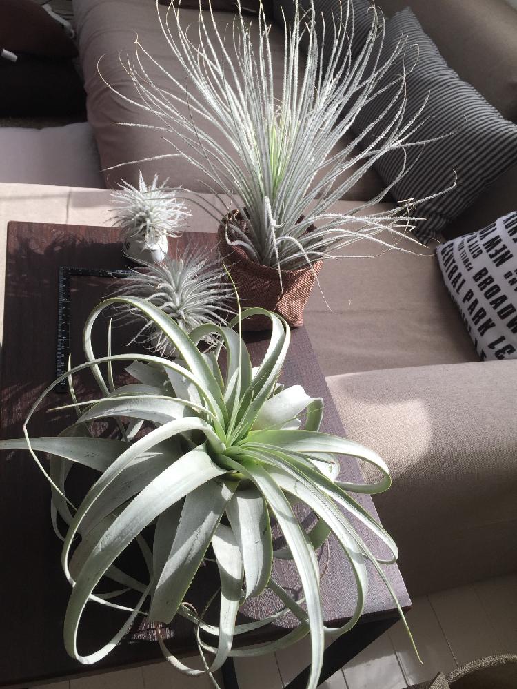 チランジア テクトラムの投稿画像 By Miniさん チランジア キセログラフィカとエアプランツ チランジア と今日の一枚と自己流と成長記録とエアプランツとインテリアグリーンとエアープランツ チランジア 16月5月15日 Greensnap グリーンスナップ
