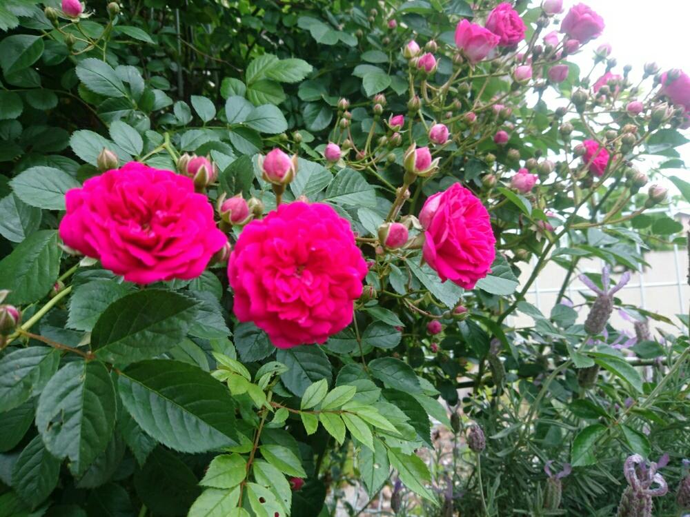 一季咲きの投稿画像 By ヒロリンパさん 植え替えシーズン到来 と花壇とバラ大好きと今日の一枚とバラの季節と中輪房咲きとナチュラルスタイルとガーデニングと薔薇が素敵とバラを楽しむと赤いバラと咲いた とつるバラ 16月5月16日 Greensnap グリーンスナップ