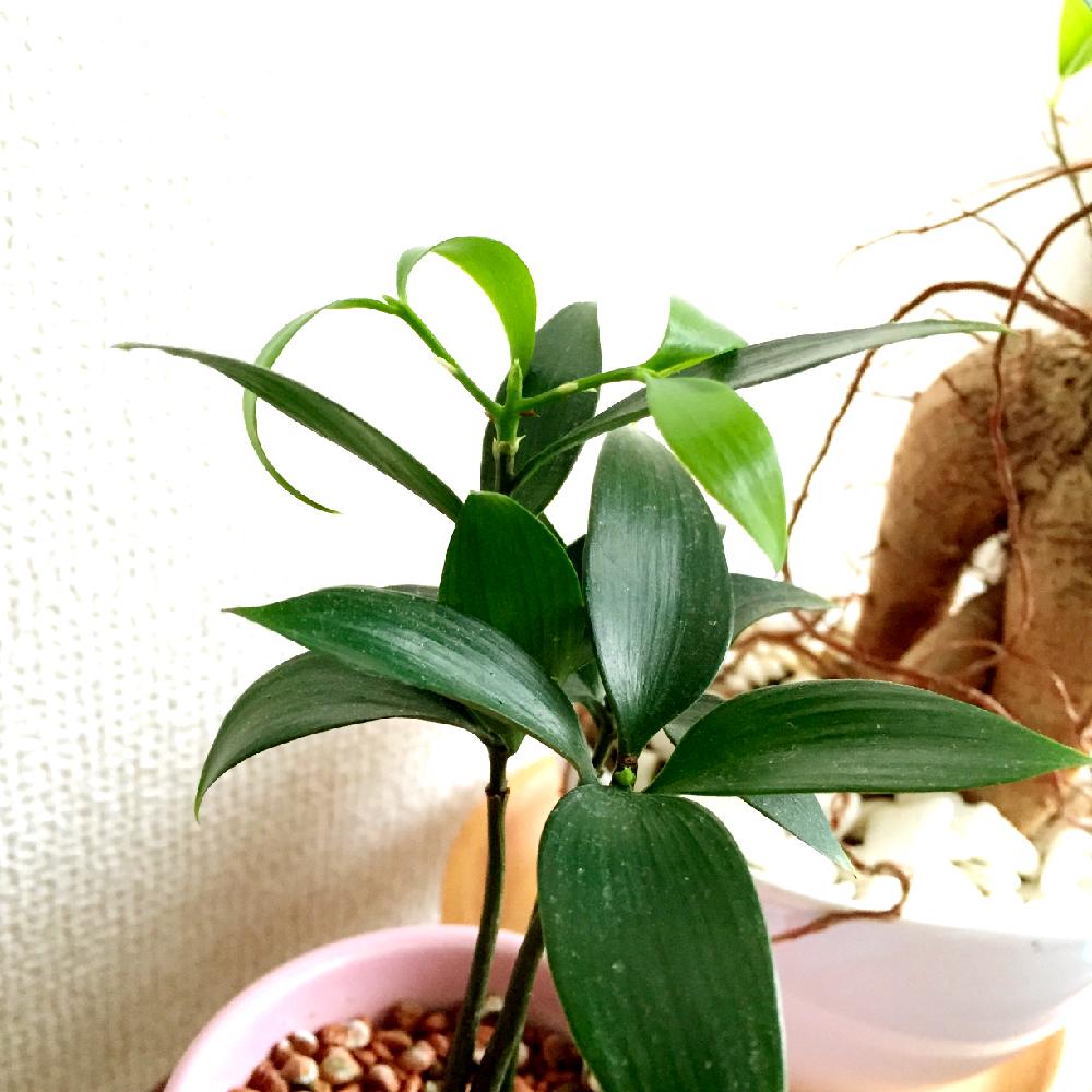 ラブリー観葉 植物 ナギ 風水 すべての美しい花の画像