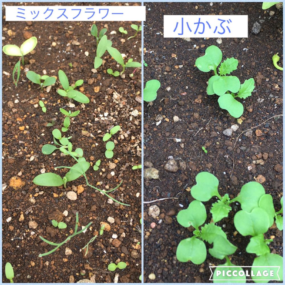 小さな庭の画像 by あおうみうしさん | 小さな庭と四季蒔き小カブとミックスフラワーとあおうみ*野菜