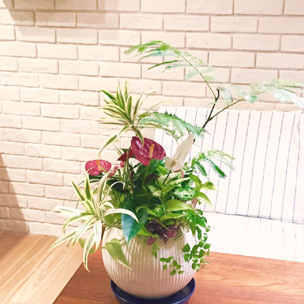 エバーフレッシュの投稿画像 By Planteさん ヒポエステスとドラセナとアンスリウムとポトスコンパクトとスマイラックスと観葉植物と寄せ植え とギャザリング寄せ植えとギャザリングとインテリアグリーン 16月5月18日 Greensnap グリーンスナップ