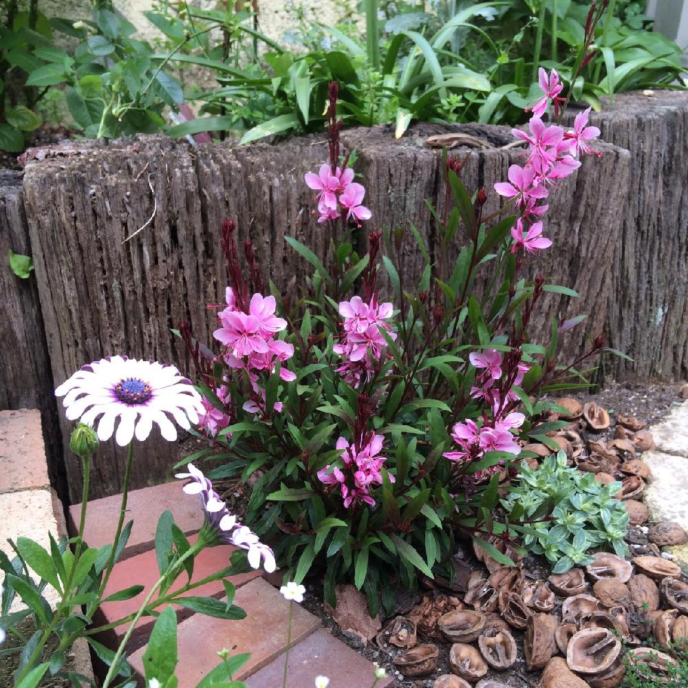 ガウラ リリポップピンクの投稿画像 By Amiさん 小さな庭とガーデニングと花のある暮らしと手作りの庭と植物のある暮らしとami S Gardenとガーデニングと花のある暮らしと手作りの庭と植物のある暮らしとami S Garden 16月5月19日 Greensnap グリーンスナップ