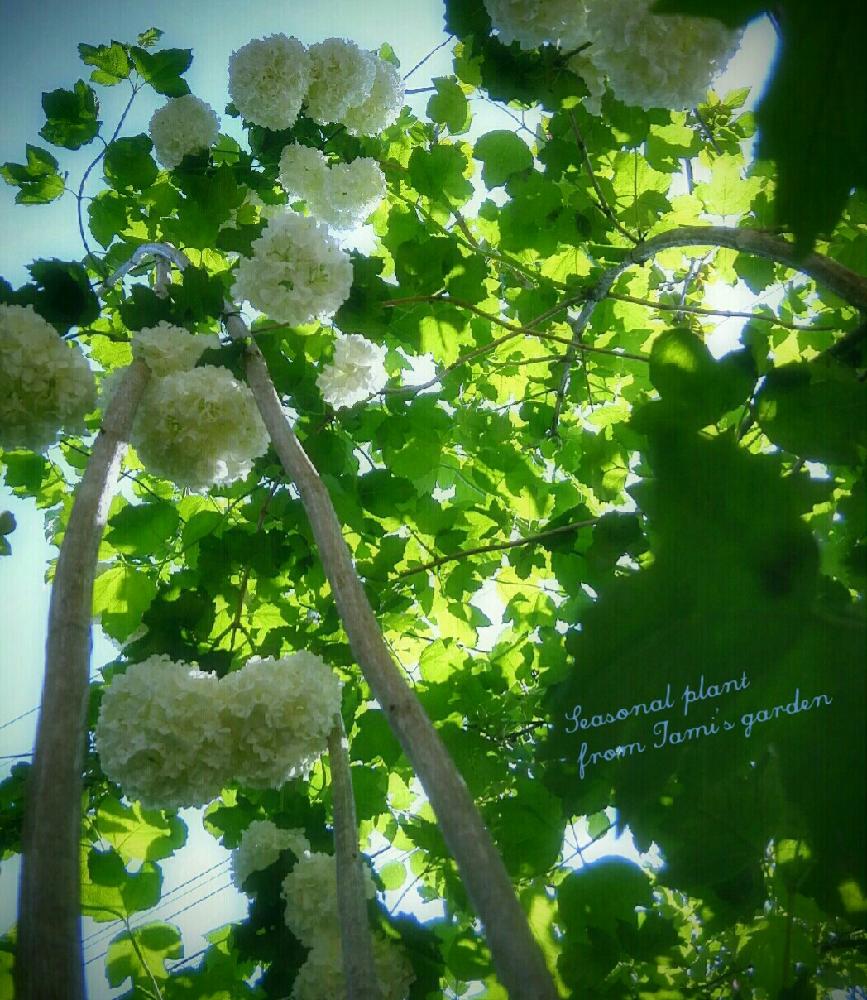 ビバーナムスノーボールの投稿画像 By Tamiさん 庭の花と能登便りとオオデマリと似てる 16月5月日 Greensnap グリーンスナップ
