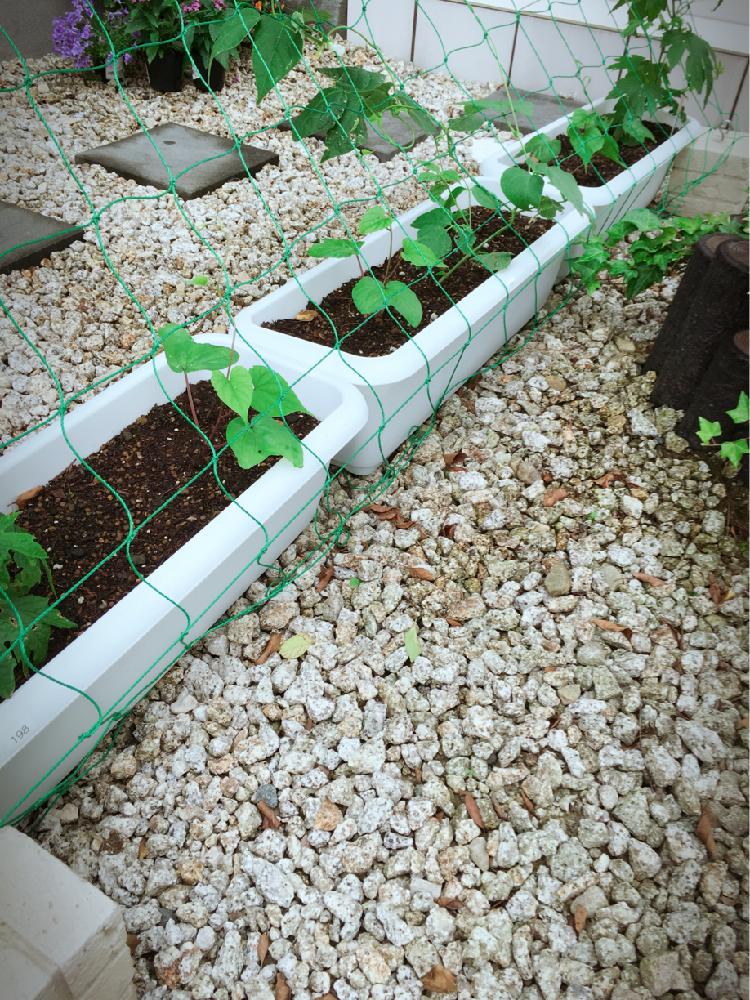 小さな庭の画像 by あやぽ(๑º口º๑)さん | 小さな庭とゴーヤとサヤインゲンと夕顔とグリーンカーテン出来るかなと今日の一枚と夏野菜