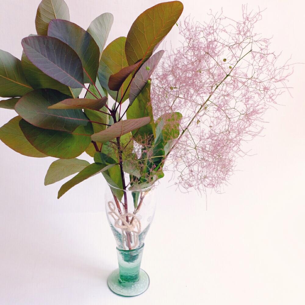 スモークツリーの投稿画像 By ハルヒツジさん インテリアとふわふわとドライフラワーと枝ものとお疲れさまとブーケとふわもこと葉っぱ好きとふわふわとドライフラワーと枝ものとお疲れさまとブーケとふわもこと葉っぱ好き 16月5月日 Greensnap グリーン