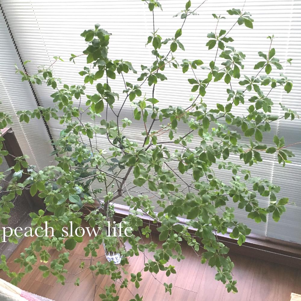 今日の一枚の投稿画像 By はなえみさん 生花と枝物 とナチュラルスタイルと白い花と切り花 16月5月日 Greensnap グリーンスナップ