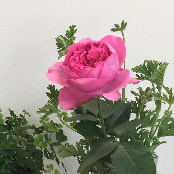 バラ ブルジョア の投稿画像一覧 Greensnap グリーンスナップ