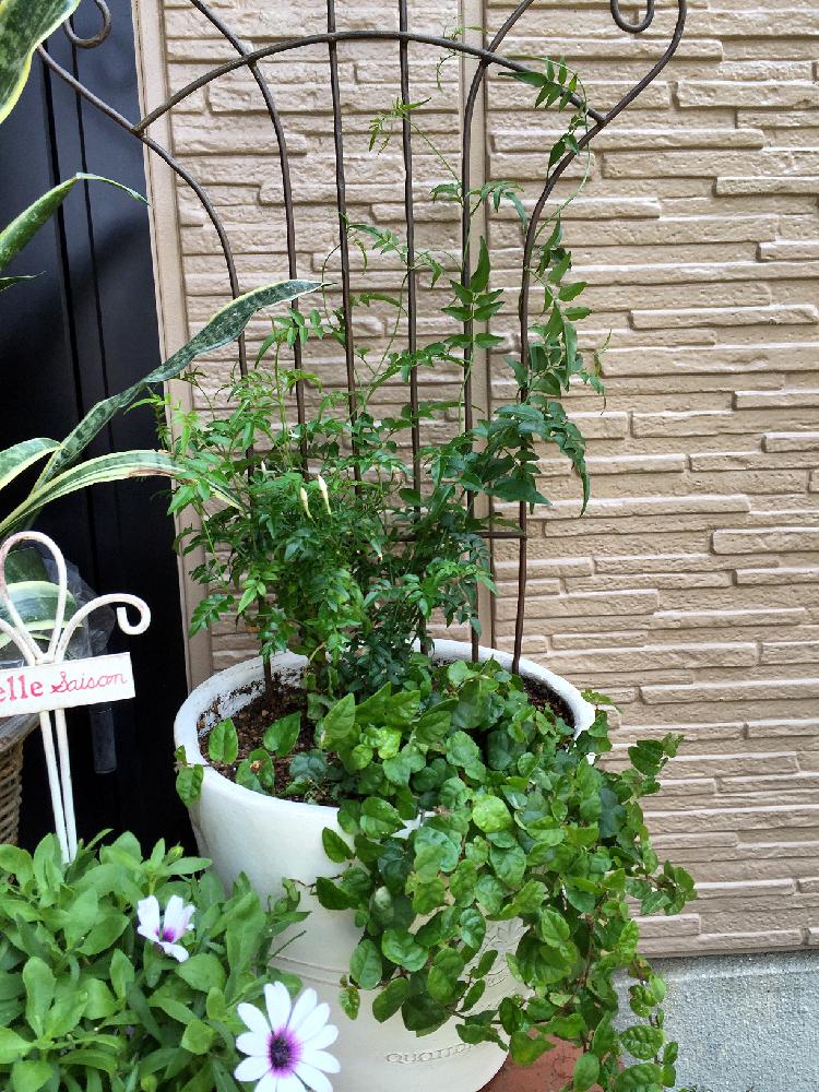 フィカス プミラの投稿画像 By Miporinさん ハゴロモジャスミンと植え替えシーズン到来 とガーデニング 16月5月22日 Greensnap グリーンスナップ