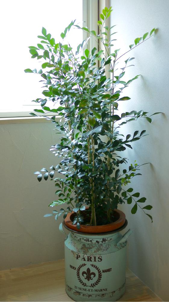 シルクジャスミンの投稿画像 By うな太郎さん 観葉植物 16月5月22日 Greensnap グリーンスナップ シルクジャスミンの投稿画像 By うな太郎さん 観葉植物 16月5月22日 Greensnap グリーンスナップ