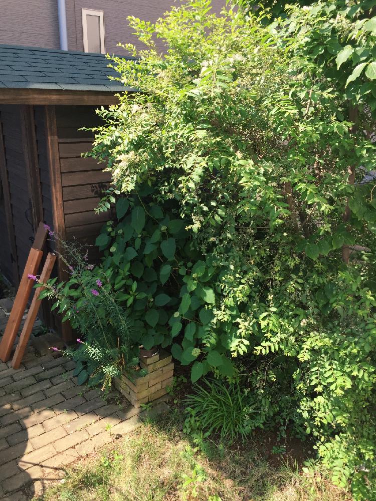 シルバープリペットの投稿画像 By R子さん アナベルとリナリアプルプレアとガーデニングとナチュラルガーデンとグリーンが好き 16月5月22日 Greensnap グリーンスナップ