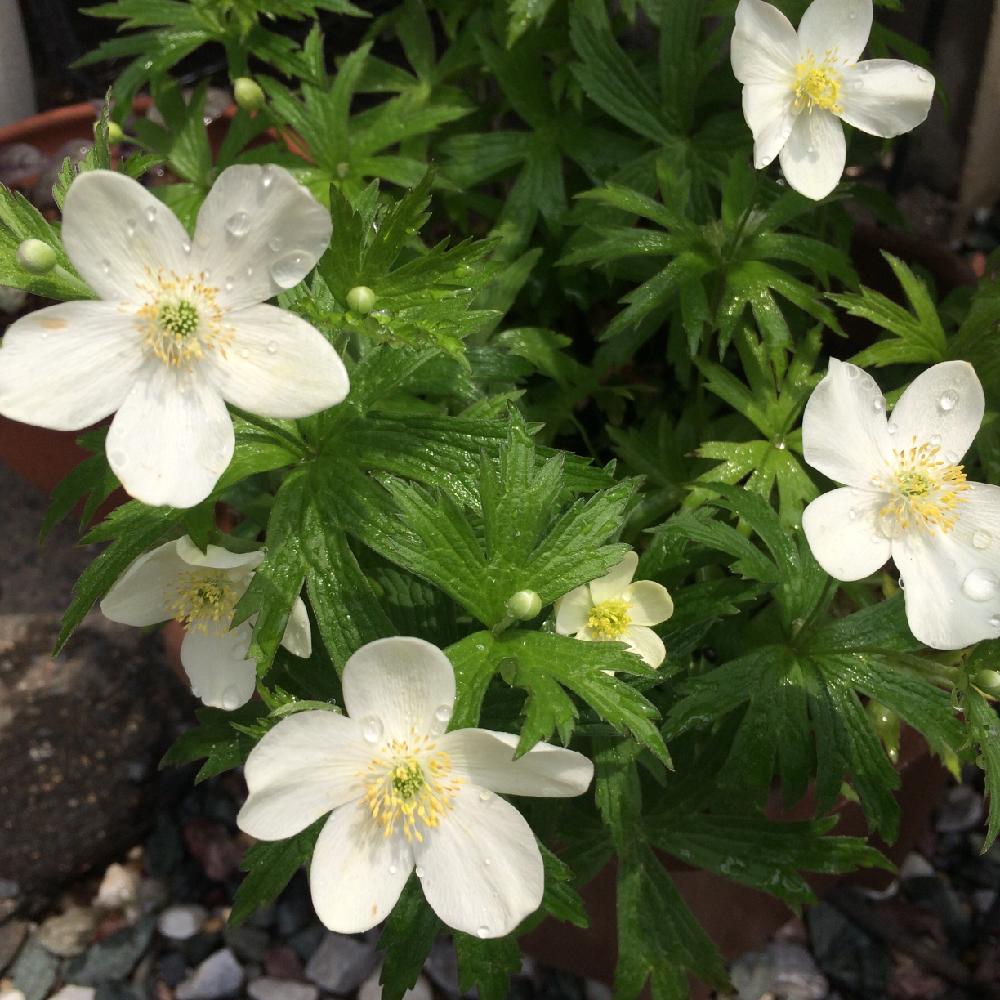 アネモネバージニアナの投稿画像 By Galaxyさん 玄関と白い花とガーデニングと白い花とガーデニング 16月5月23日 Greensnap グリーンスナップ Greensnap グリーンスナップ