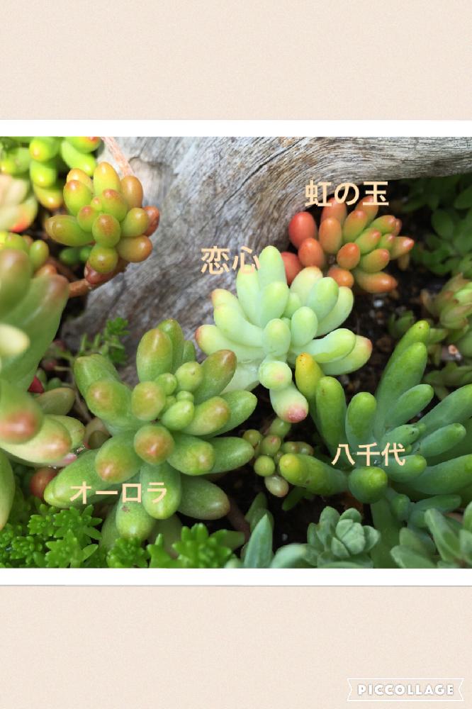 虹の玉の投稿画像 By Setstkoさん 恋心とオーロラと広い庭と八千代と違いが分かる女と セダム倶楽部 と地植えと違いが分かる女と セダム倶楽部 と地植え 16月5月23日 Greensnap グリーンスナップ Greensnap グリーンスナップ