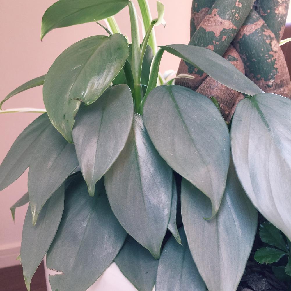 フィロデンドロン シルバーメタルの投稿画像 By Airin さん マイ コレクションと観葉植物と自己流と寄植えと成長記録と葉っぱアート 16月5月23日 Greensnap グリーンスナップ