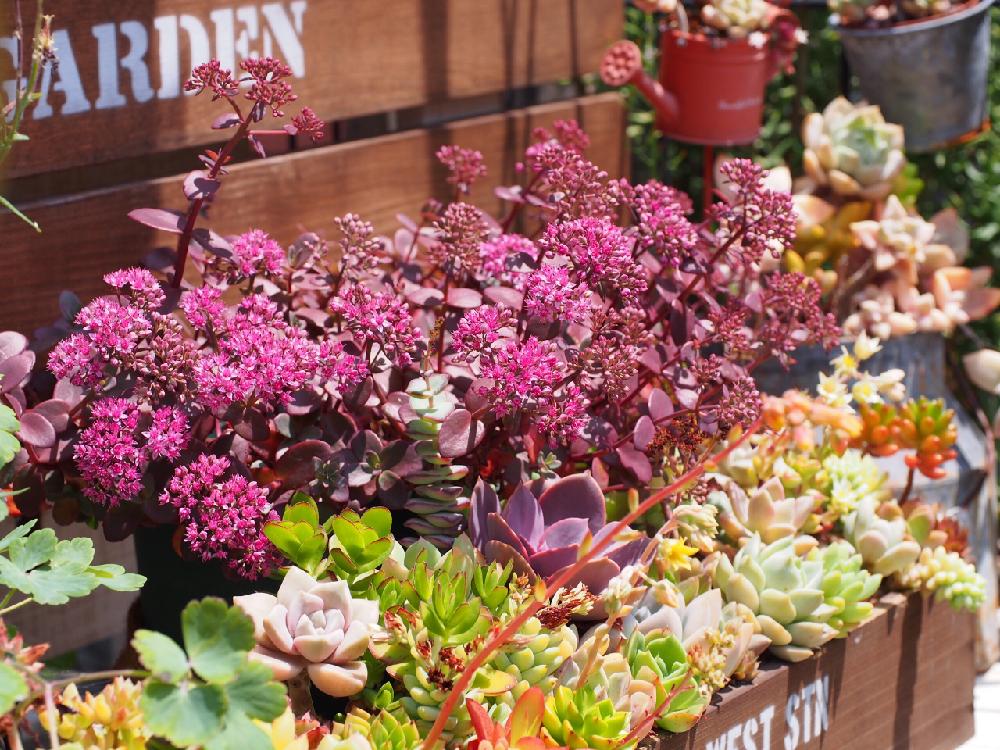 18％OFF 多肉植物 ファイヤークラッカー 大小合わせて10カット 