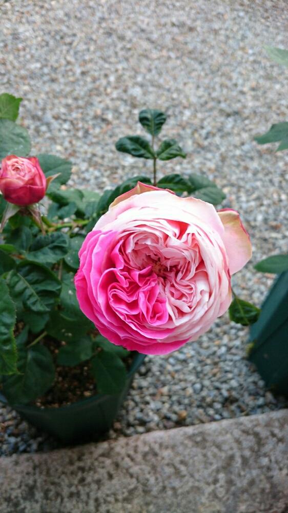 薔薇 たまきの投稿画像 By Sawaさん バラを楽しむと咲いた とガーデニング 16月5月23日 Greensnap グリーンスナップ