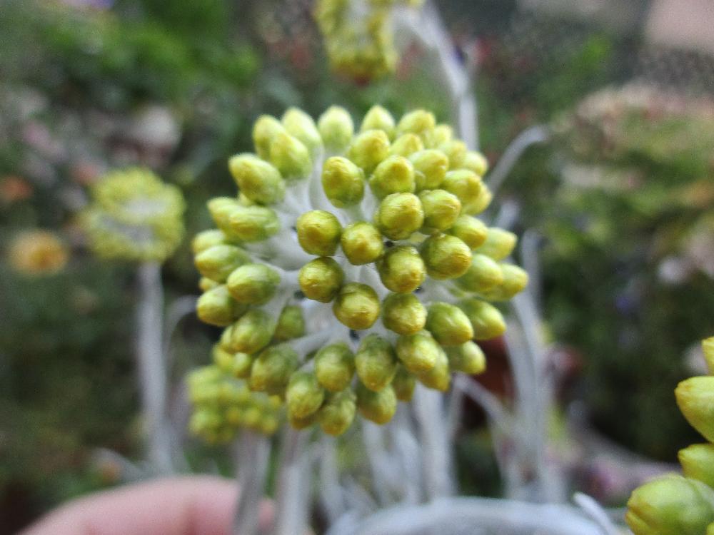 ヘリクリサム シルバースノーの投稿画像 By たまちゃんさん 小さな庭とガーデニングと今日の蕾とガーデニングと今日の蕾 16月5月23日 Greensnap グリーンスナップ Greensnap グリーンスナップ