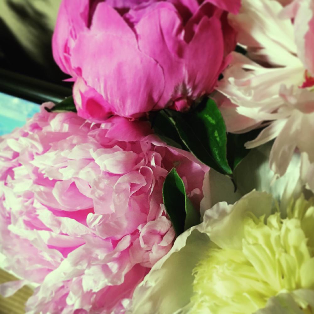芍薬の投稿画像 By Cooさん 部屋と切り花と5月の花と切り花と5月の花 16月5月 24日 Greensnap グリーンスナップ Greensnap グリーンスナップ