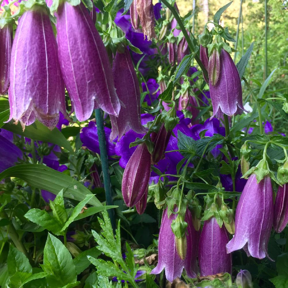 ホタルブクロの投稿画像 By Noraさん 雑草花壇と初夏の賑わいとshade Garden 16月5月24日 Greensnap グリーンスナップ