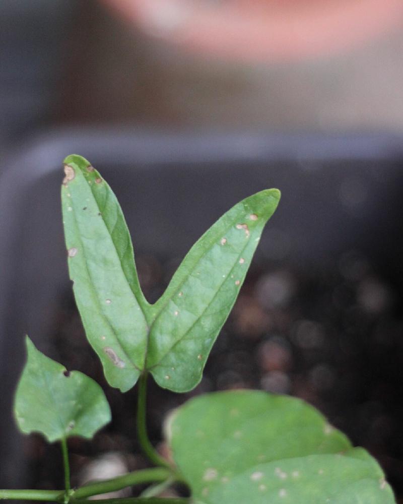 双葉の投稿画像 By 栗ごはんさん かわいい双葉 と朝顔 と初心者マーク 16月5月24日 Greensnap グリーンスナップ