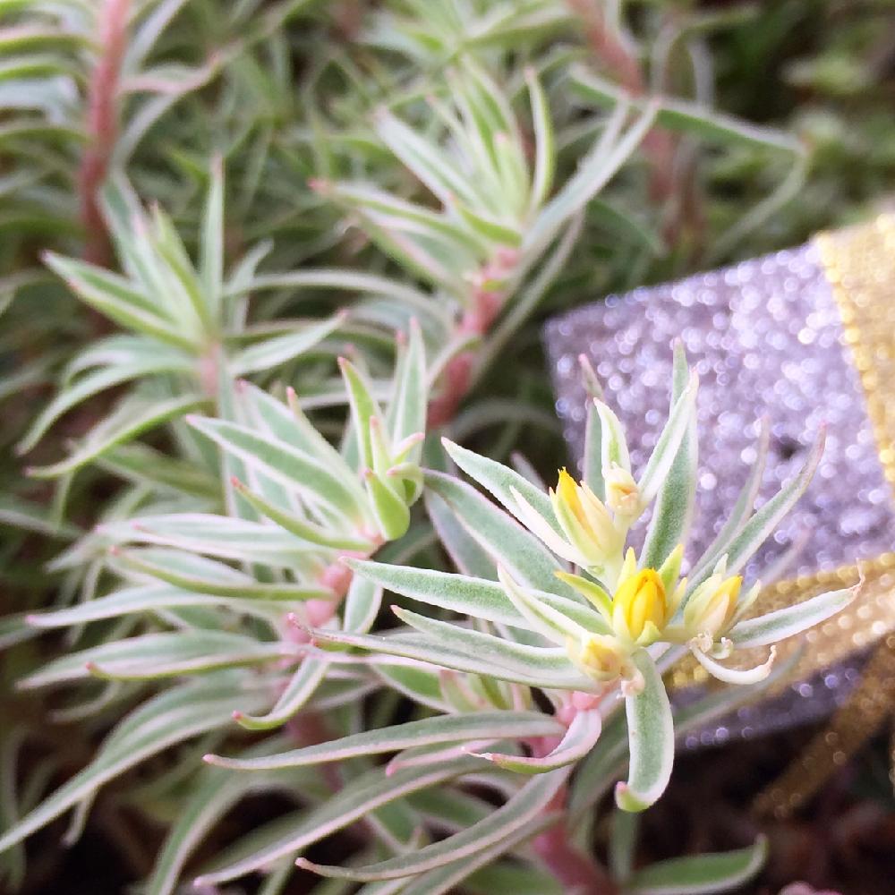 姫笹の投稿画像 By 花ママさん 花芽とセダム属と多肉植物と増殖中とつぼみとオリーブの根元とかわいいな と多肉花芽 16月5月24日 Greensnap グリーンスナップ