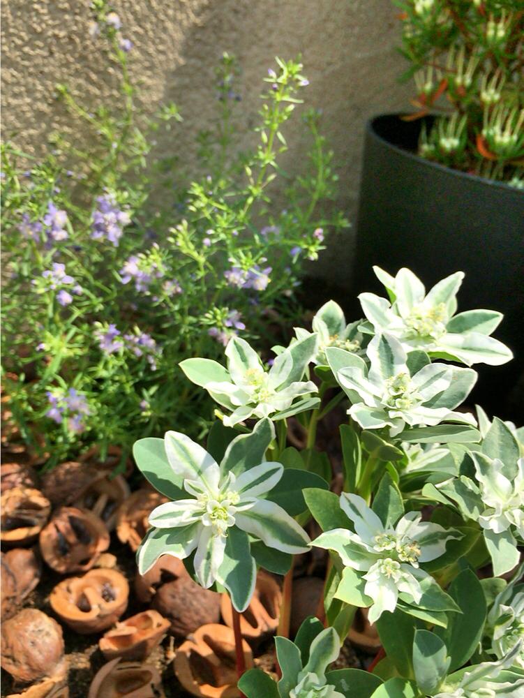 ユーフォルビア 氷河の投稿画像 By Eriさん スコパニア ブルーメロンと植え替えシーズン到来 とガーデニングと 美肉園 16月5月24日 Greensnap グリーンスナップ