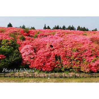 船窪つつじ公園の投稿画像一覧 Greensnap グリーンスナップ