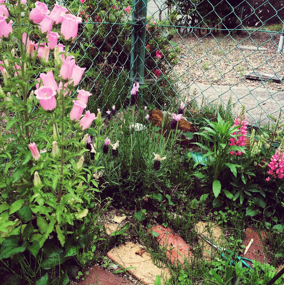 初心者ですの投稿画像 By Taf Serviceさん 花自慢と今日の一枚とガーデニングと咲いた 16月5月25日 Greensnap グリーンスナップ