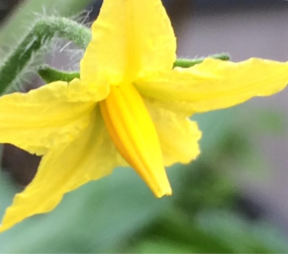 ミニトマトの投稿画像 By Galaxyさん 小さな庭と野菜の花とガーデニングと季節の花と野菜の花とガーデニングと季節の花 16月5月25日 Greensnap グリーンスナップ Greensnap グリーンスナップ