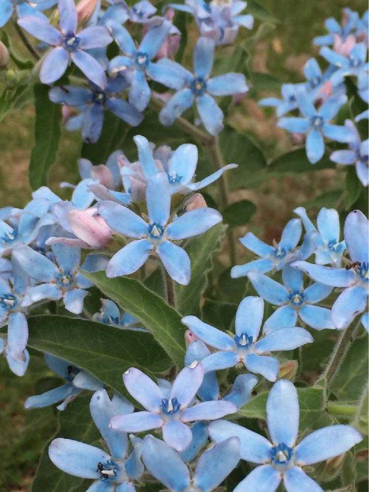 ブルースターの投稿画像 By Nao さん 切り花になる多年草とシルバーリーフと庭の花 切花向き 16月5月25日 Greensnap グリーンスナップ