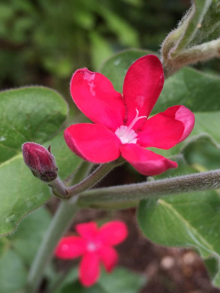 オキシペタルム の投稿画像 By Nao さん 小さな庭と多年草と庭の花 切花向きと切り花になる多年草と多年草と庭の花 切花向きと切り花になる多年草 16月5月25日 Greensnap グリーンスナップ Greensnap グリーンスナップ