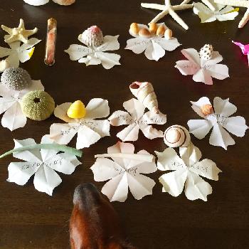 珍しい貝の投稿画像一覧 Greensnap グリーンスナップ