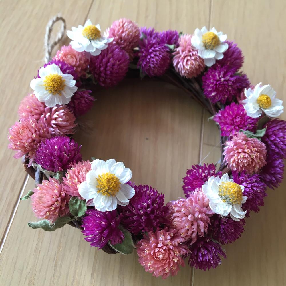 ドライフラワーコンテストの投稿画像 By Naachanさん 花かんざしのドライと千日紅ドライとリース 16月5月26日 Greensnap グリーンスナップ