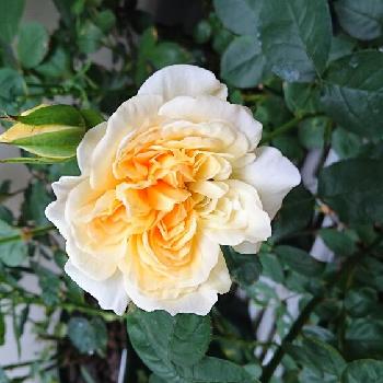 薔薇 りくほたるの画像 by SAWAさん | 小さな庭と薔薇 りくほたるとバラを楽しむと咲いた！とガーデニング